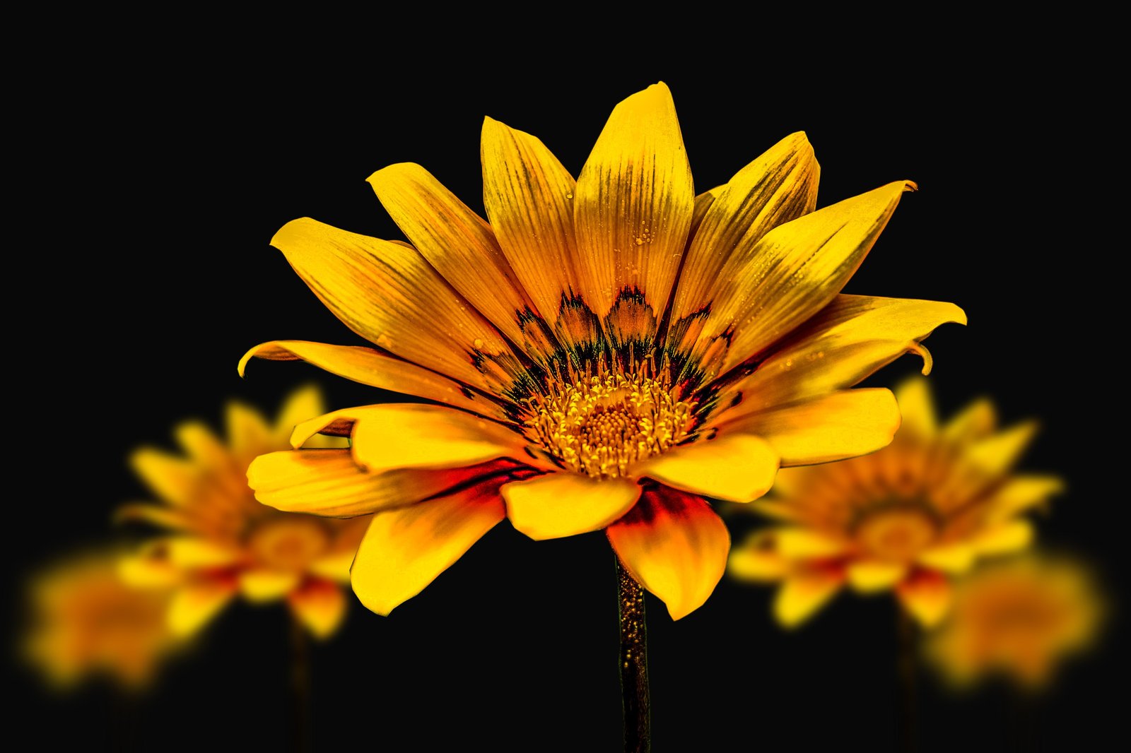 Vibrant Yellow Daisy Abstract Wall Art