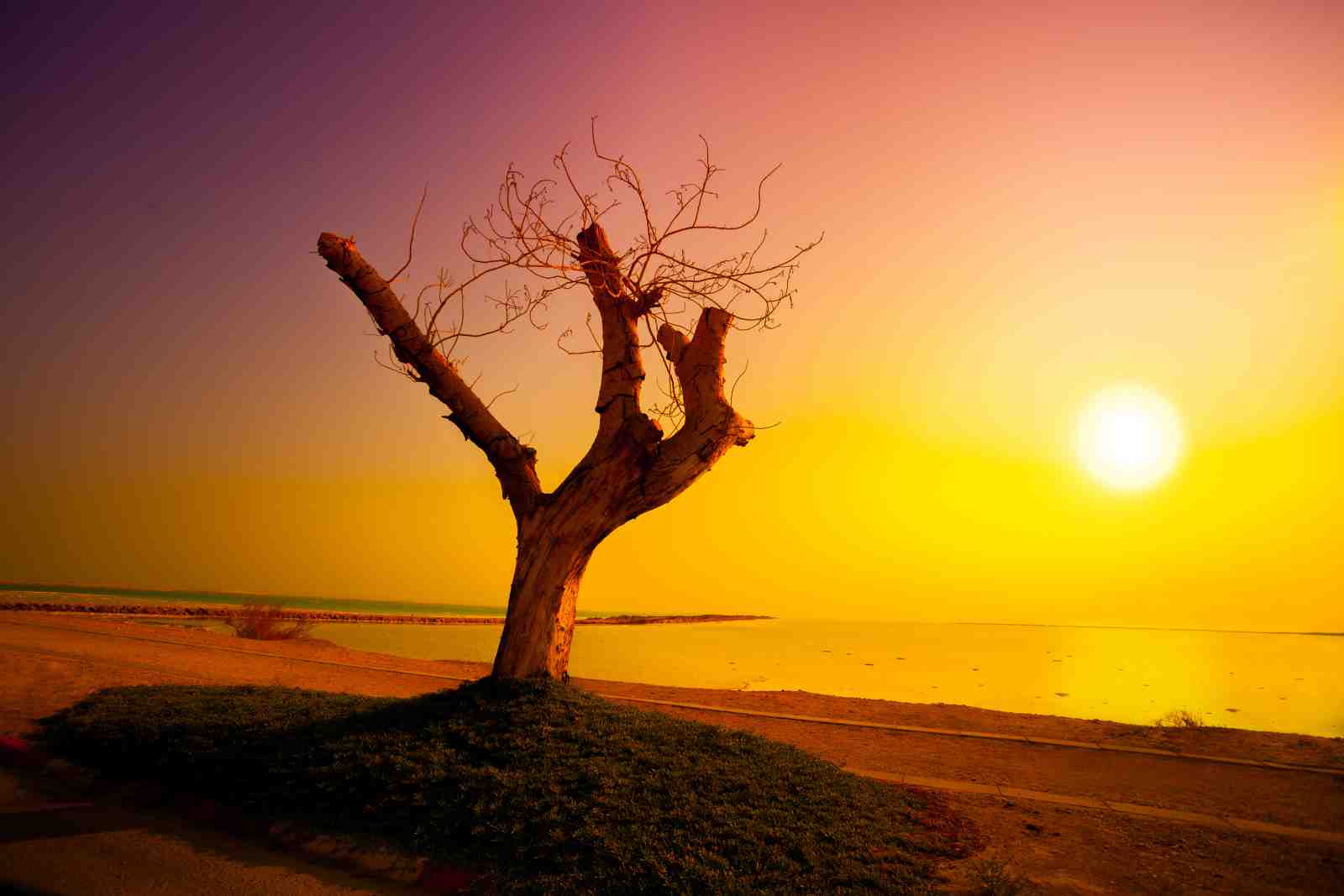 Solitude Tree Sunset Beach Wall Art