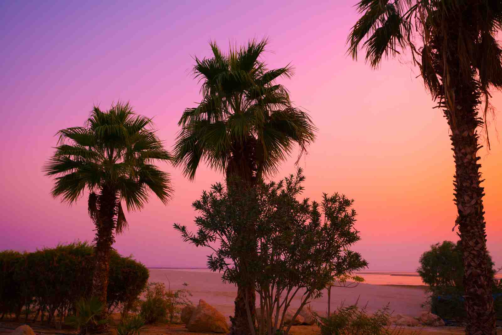 Tropical Sunset Palm Tree Wall Art