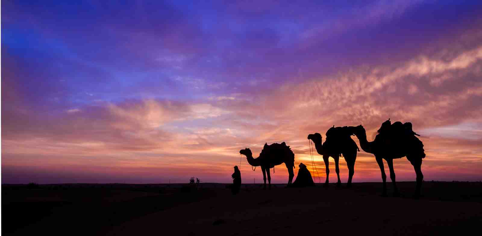 Serene Desert Sunset Camel Caravan Wall Art