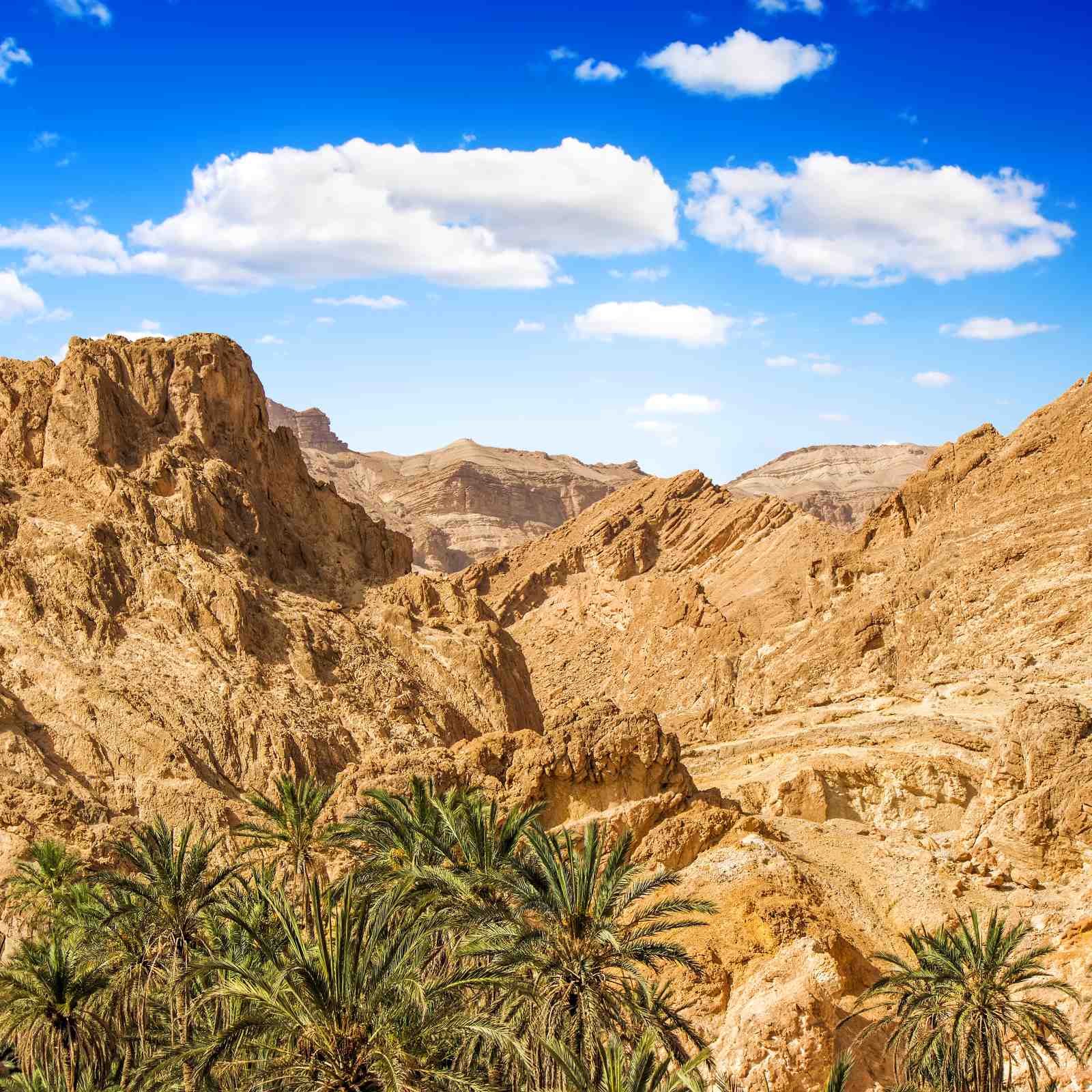 Desert Oasis Palm Trees Wall Art