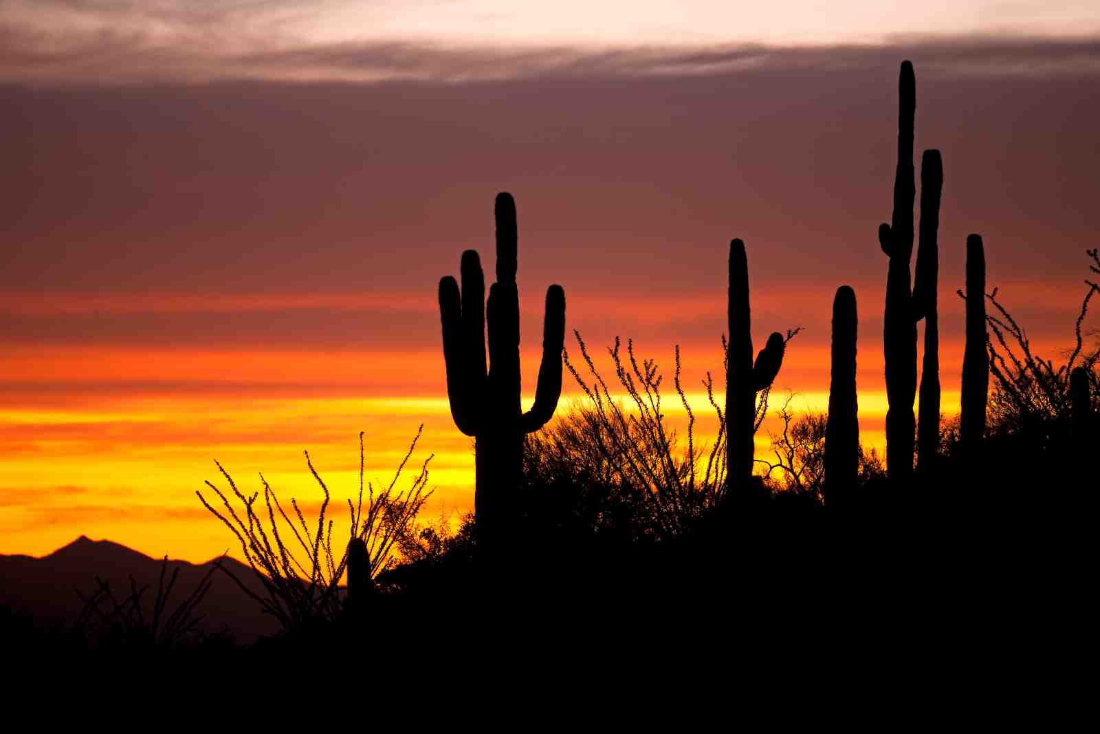 Desert Sunset Saguaro Silhouette Wall Art