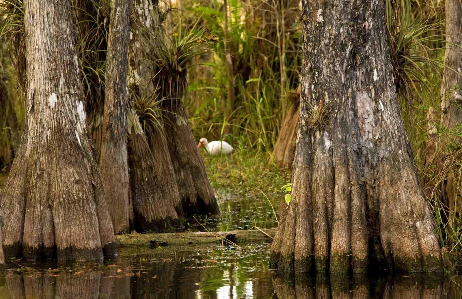 Serene Swamp Cypress & Ibis Wall Art