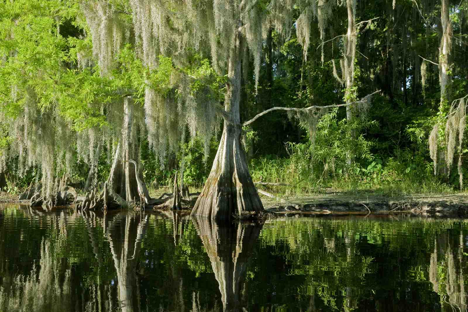 Serene Cypress Swamp Landscape Wall Art