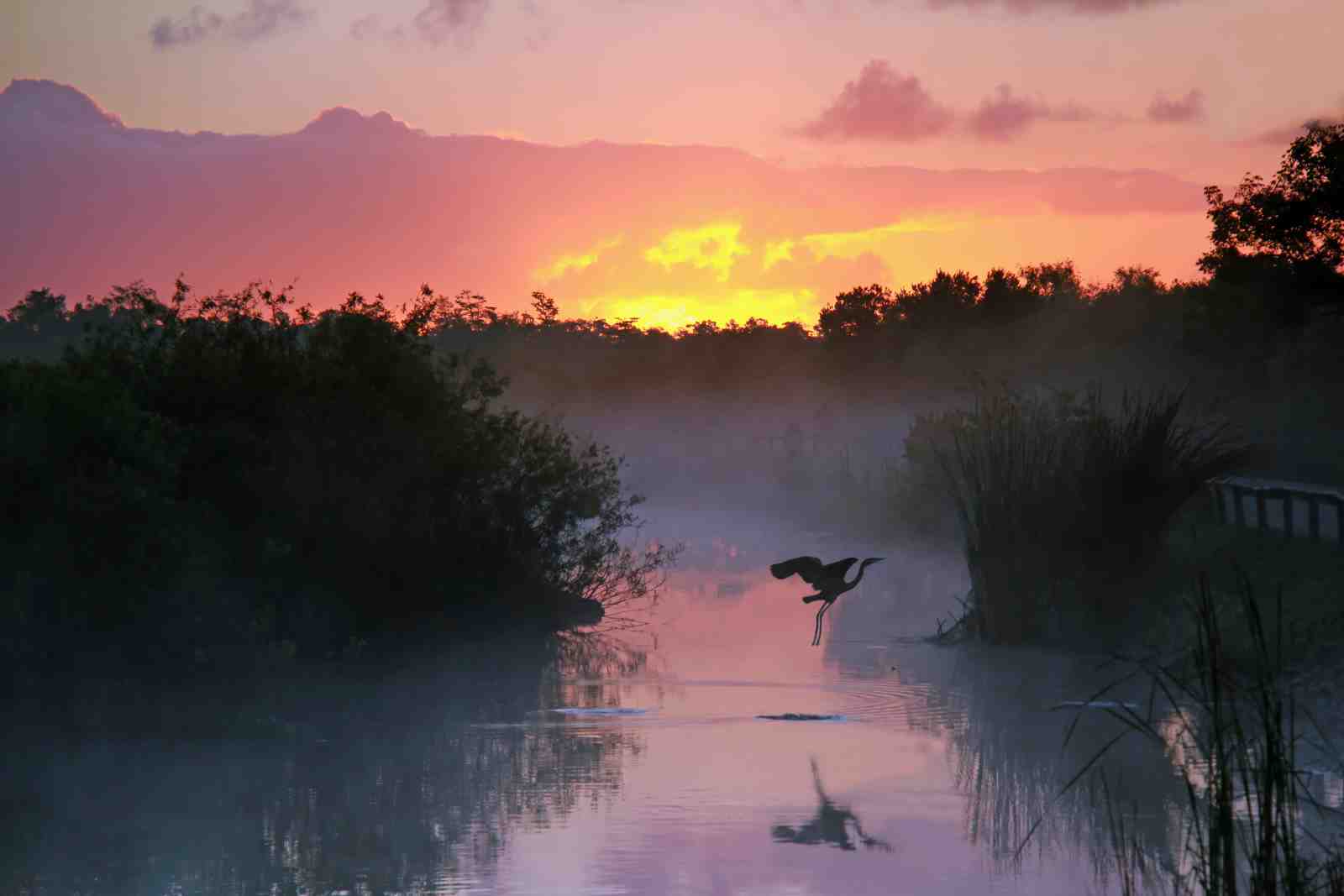 Serene Heron Sunset Wildlife Wall Art