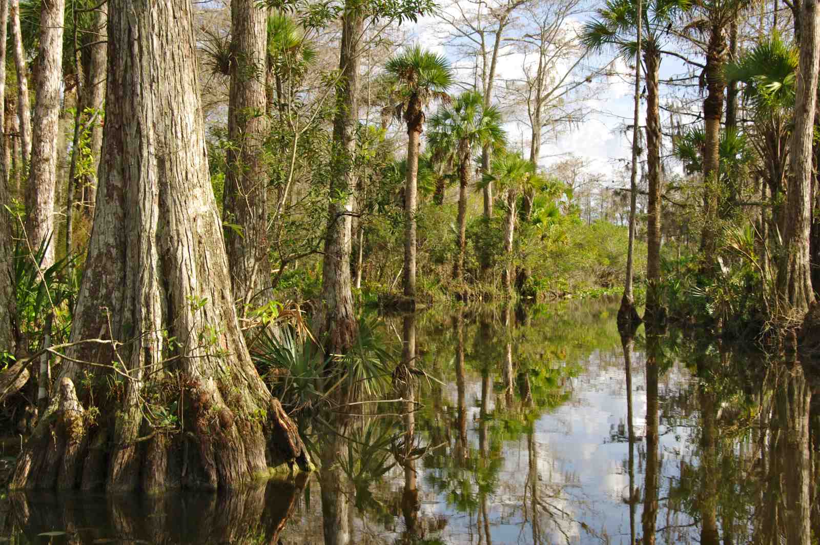 Serene Swamp Landscape Wall Art