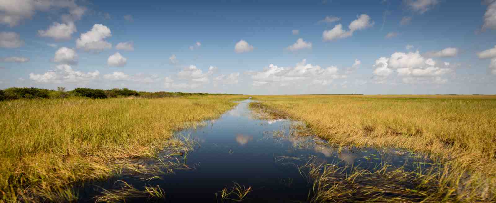 Serene Everglades Landscape Wall Art