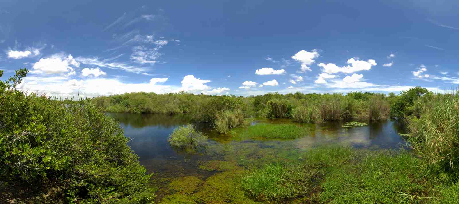 Serene Everglades Landscape Wall Art