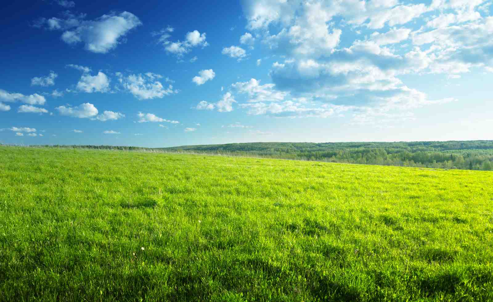Vibrant Green Meadow & Blue Sky Wall Art