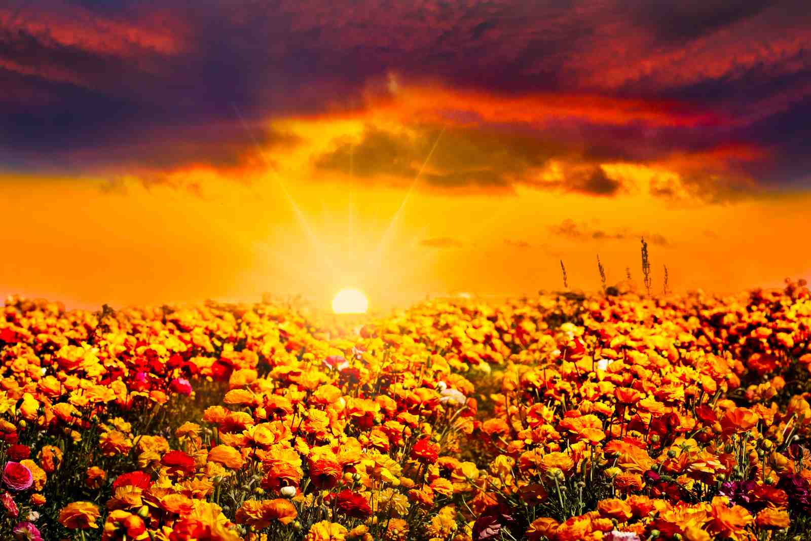 Vibrant Sunset Floral Field Wall Art