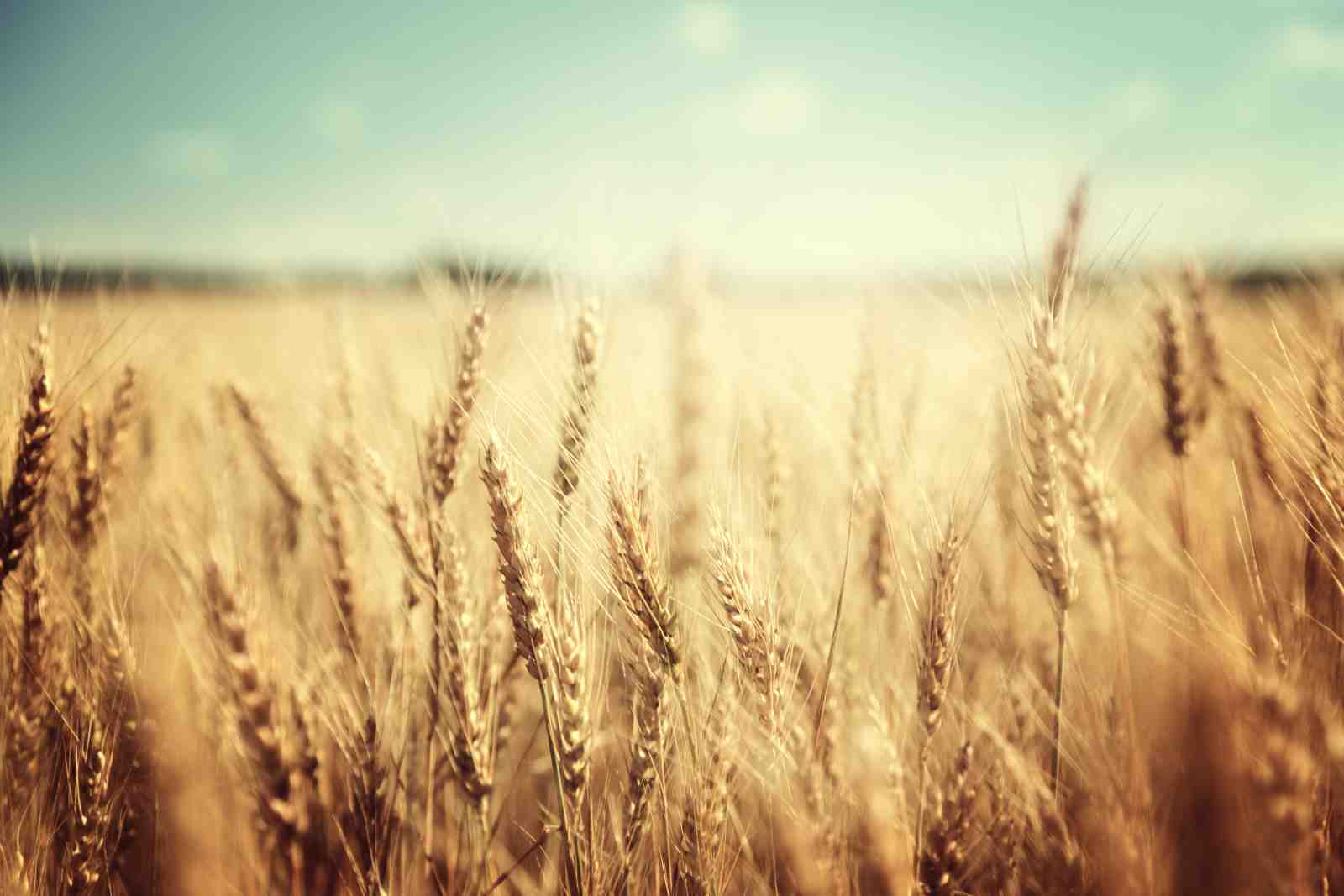 Golden Wheat Field Landscape Wall Art