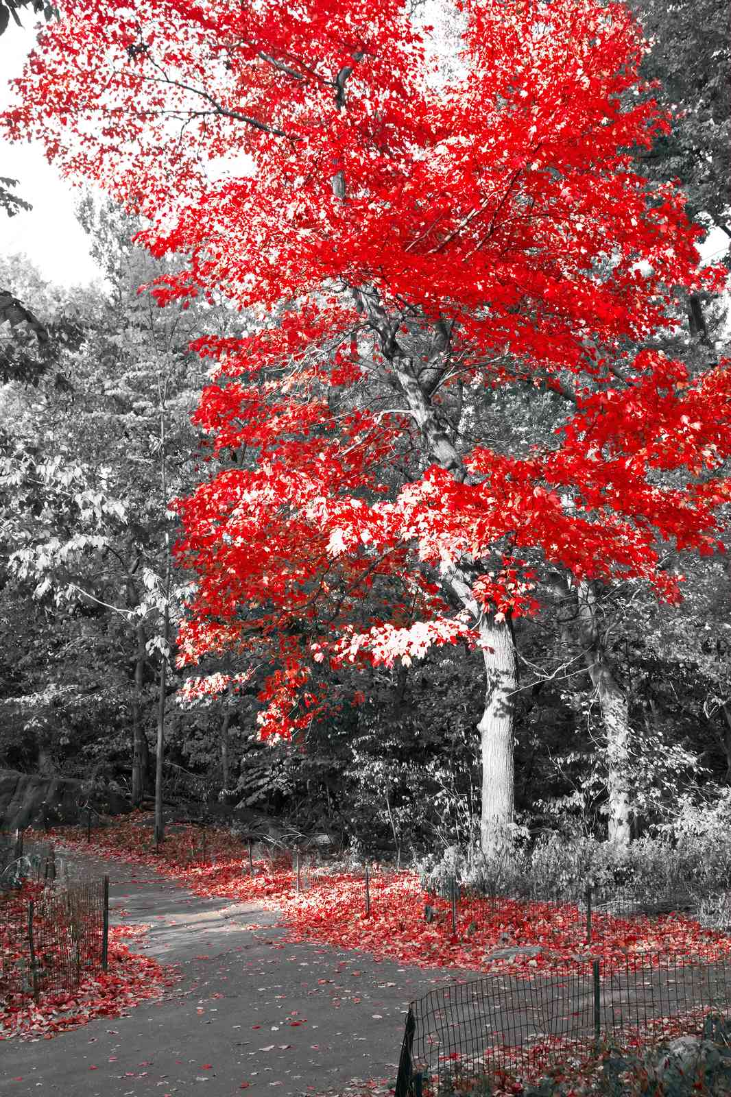 Vibrant Red Autumn Tree Wall Art