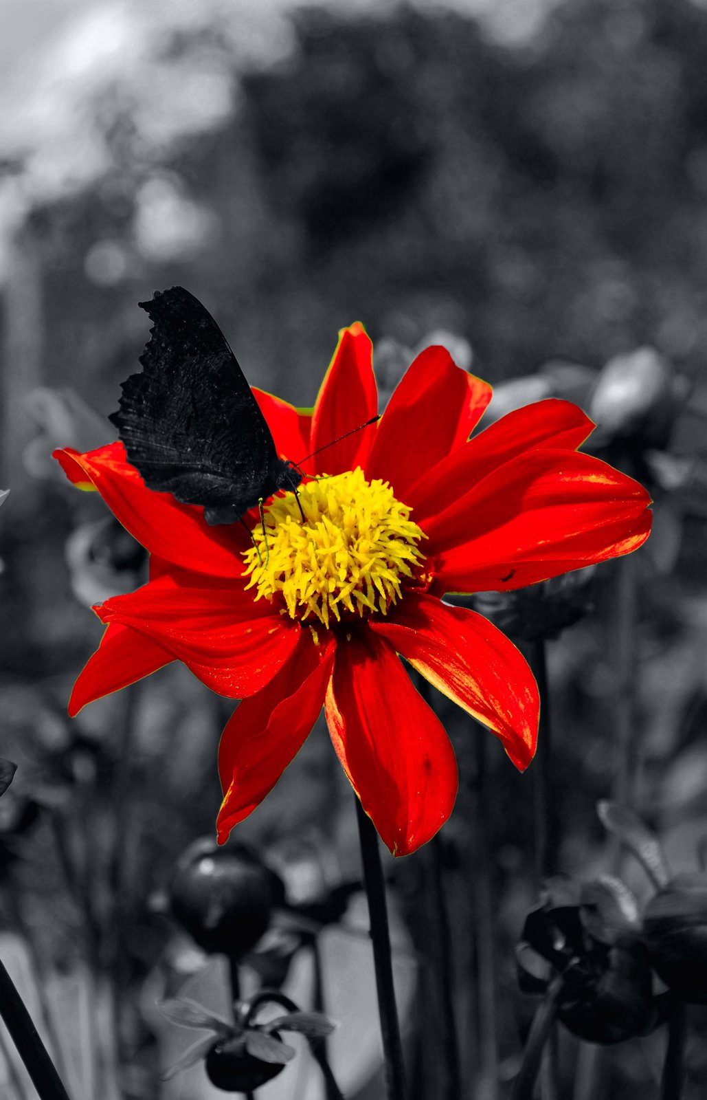 Vibrant Red Flower Butterfly Wall Art