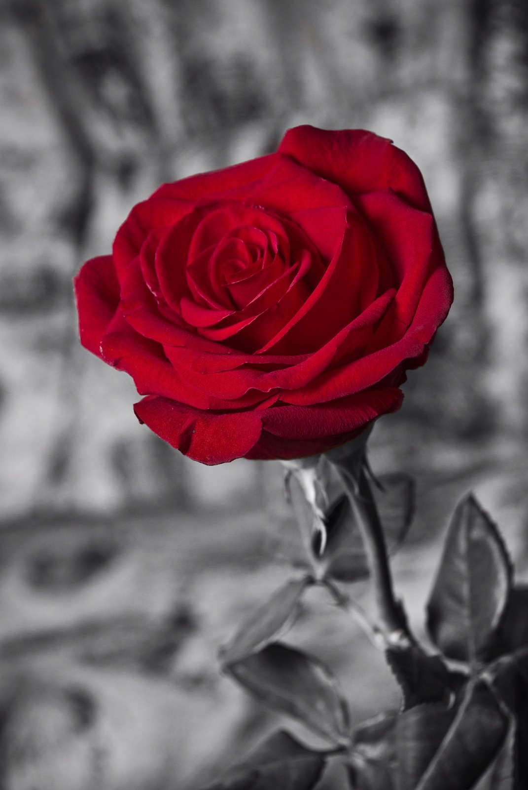 Stunning Red Rose Love Wall Art