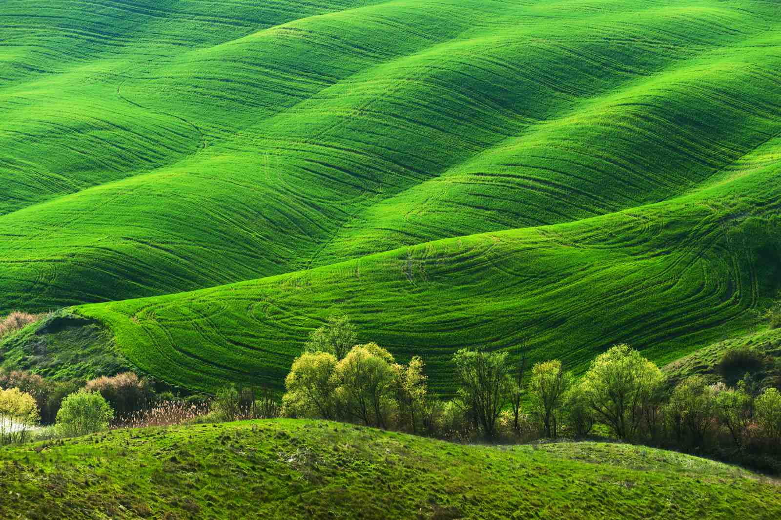 Vibrant Green Tuscan Hills Landscape Wall Art