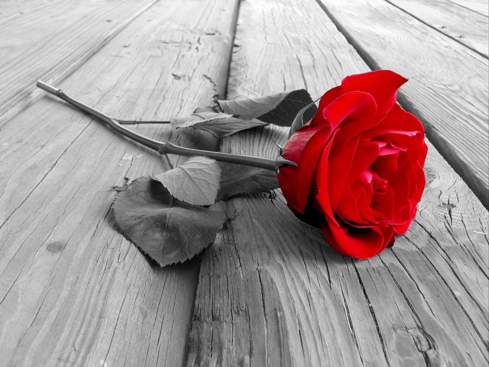 Bold Red Rose on Wood Wall Art