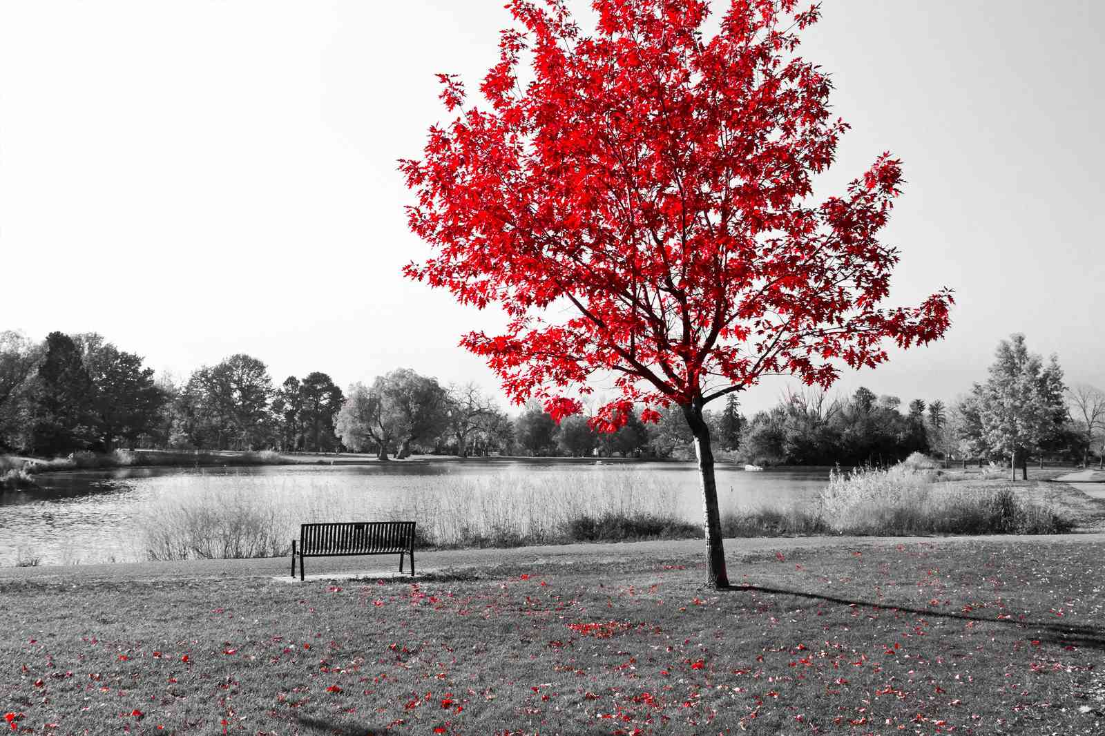 Vibrant Red Tree Autumn Park Wall Art