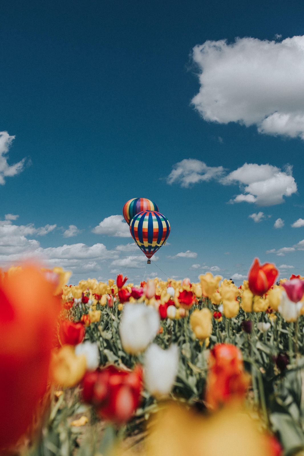 Hot Air Balloons Over Tulip Field Wall Art