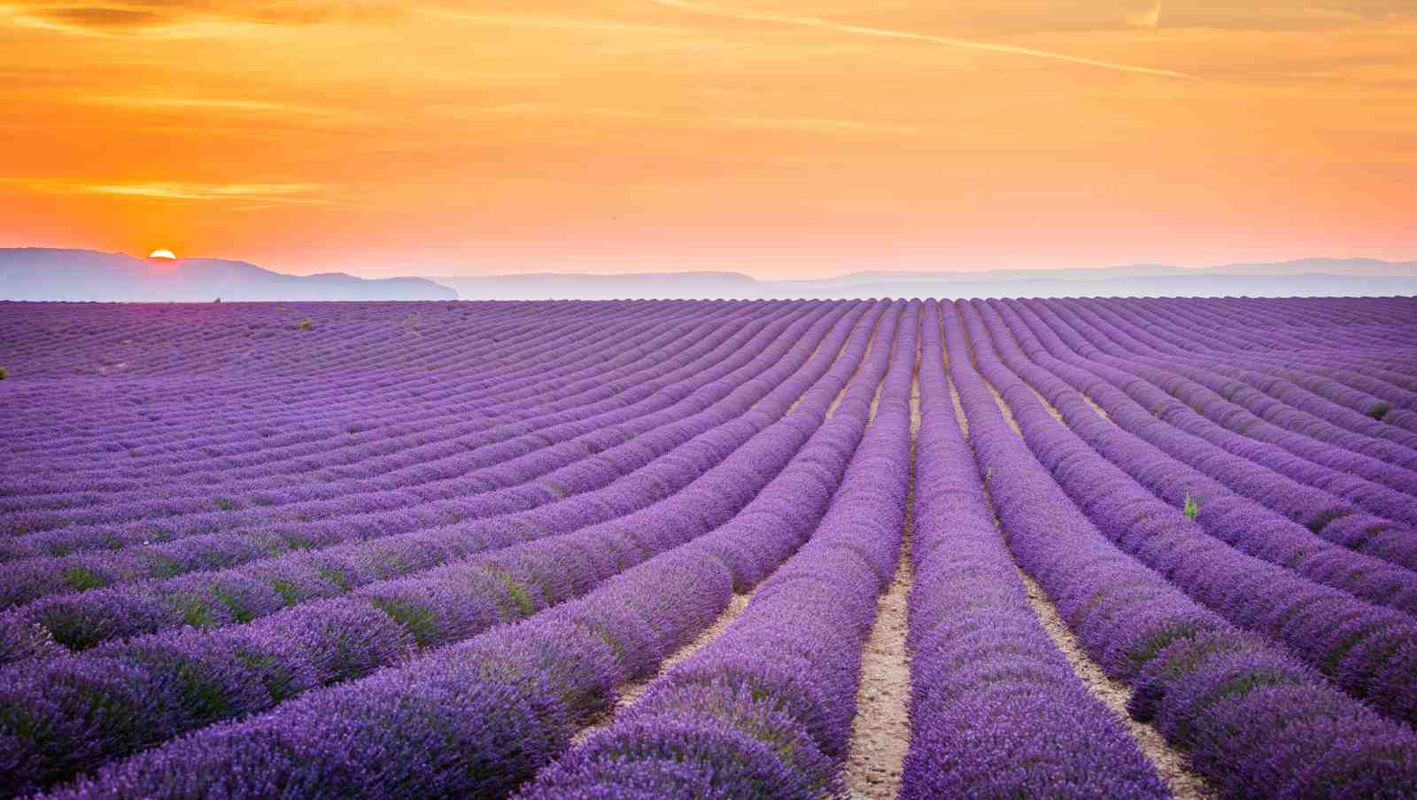 Serene Lavender Field Sunset Wall Art