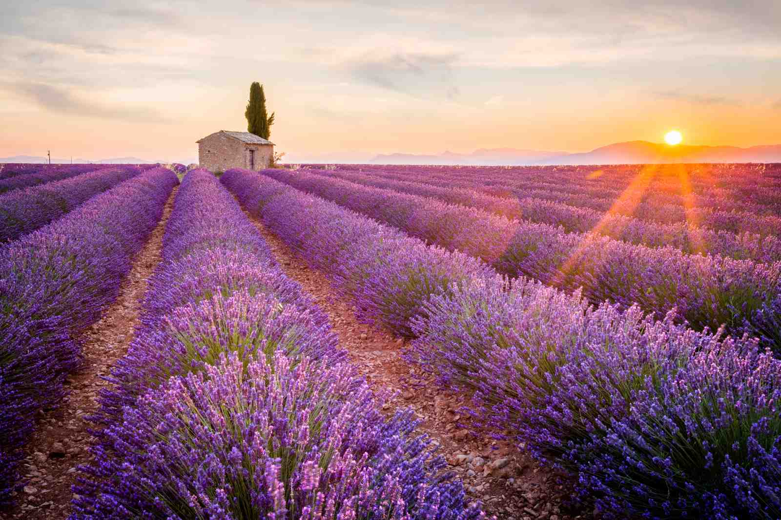 Provence Lavender Field Sunset Wall Art