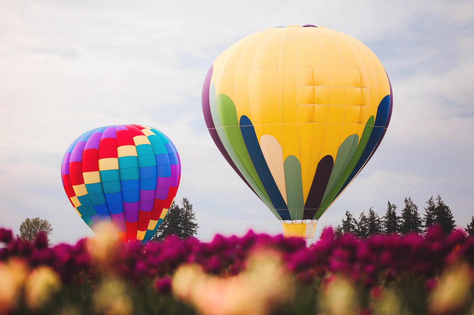 Vibrant Hot Air Balloons & Flowers Wall Art