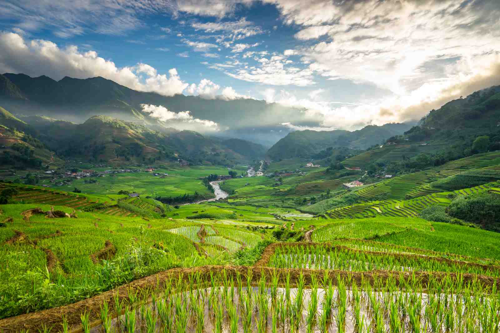Lush Terraced Rice Fields Landscape Wall Art