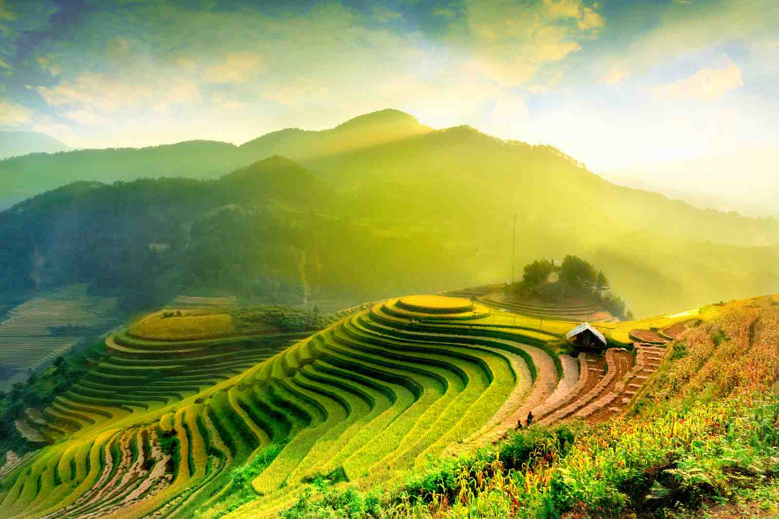 Serene Rice Terraces Landscape Wall Art