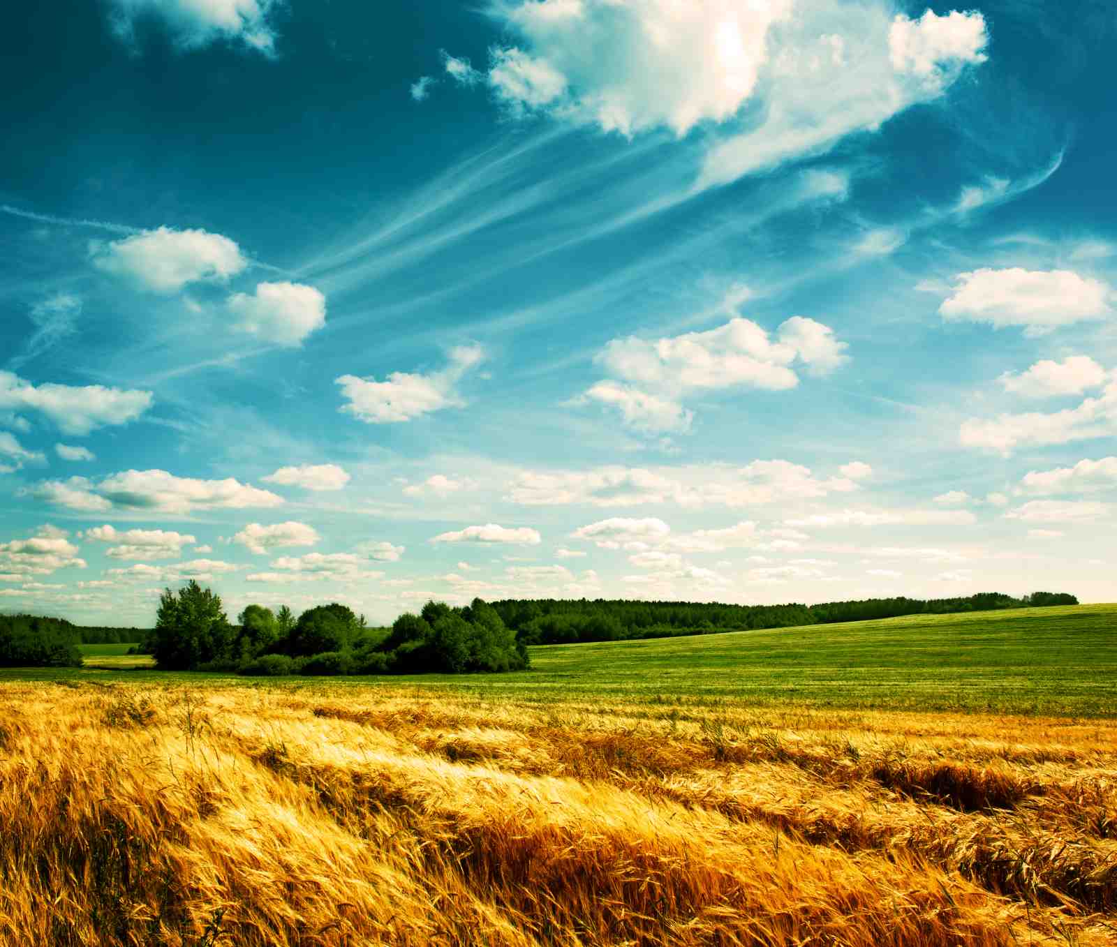 Golden Wheat Field & Blue Sky Wall Art