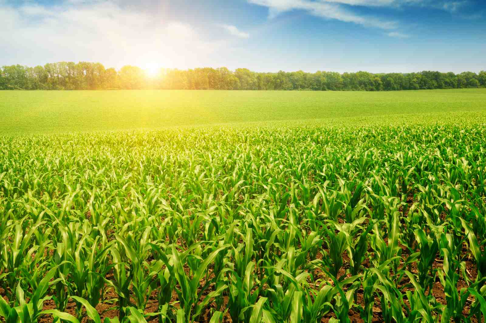 Vibrant Green Cornfield at Sunrise Wall Art