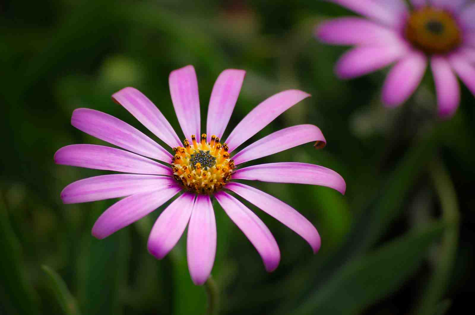 Vibrant Pink Daisy Garden Wall Art