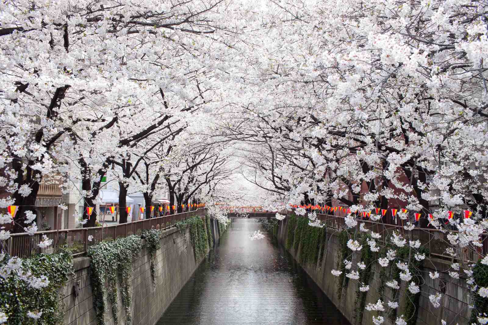 Sakura Blossom Canal Serenity Wall Art