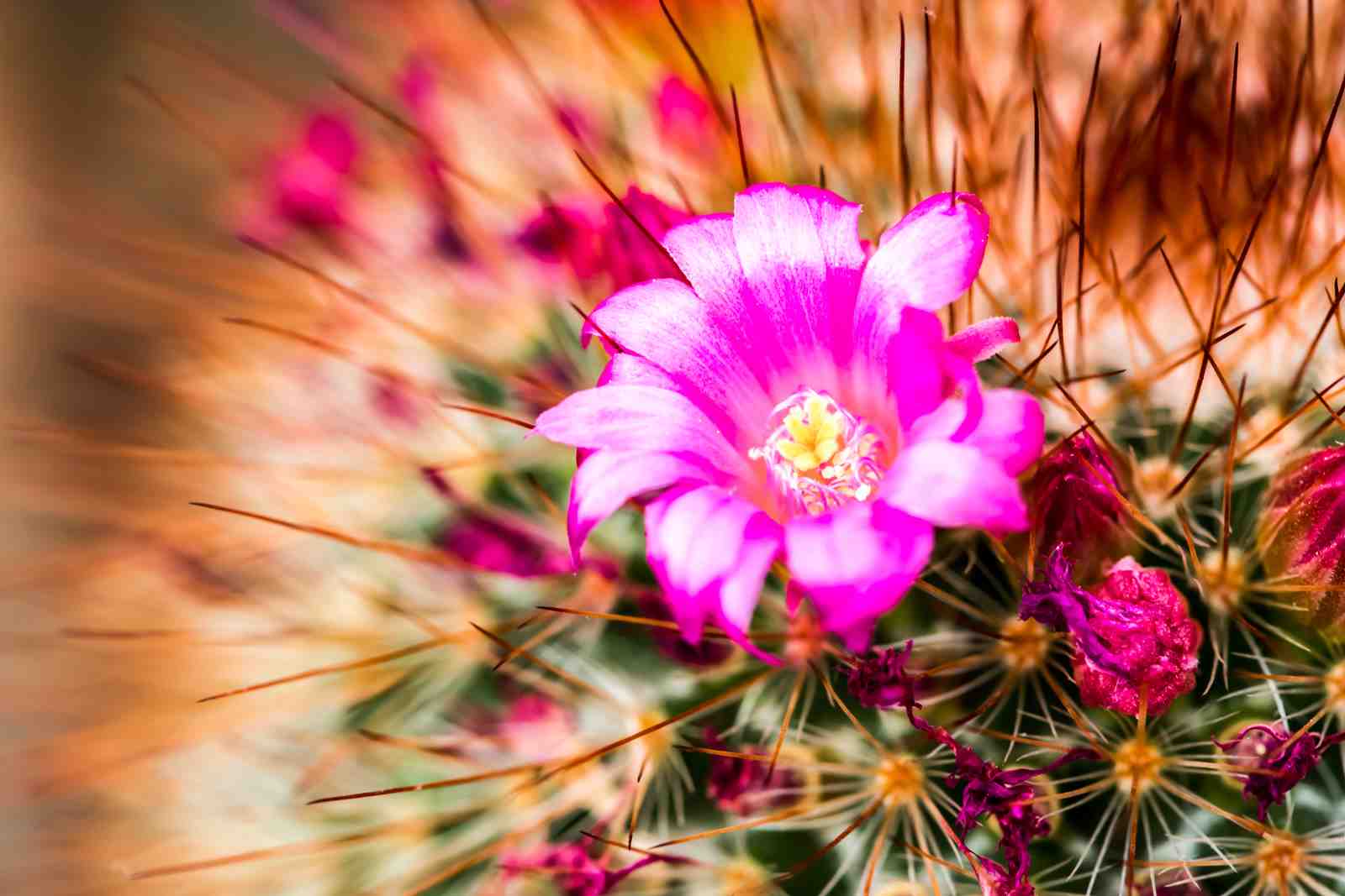 Vibrant Pink Cactus Bloom Wall Art