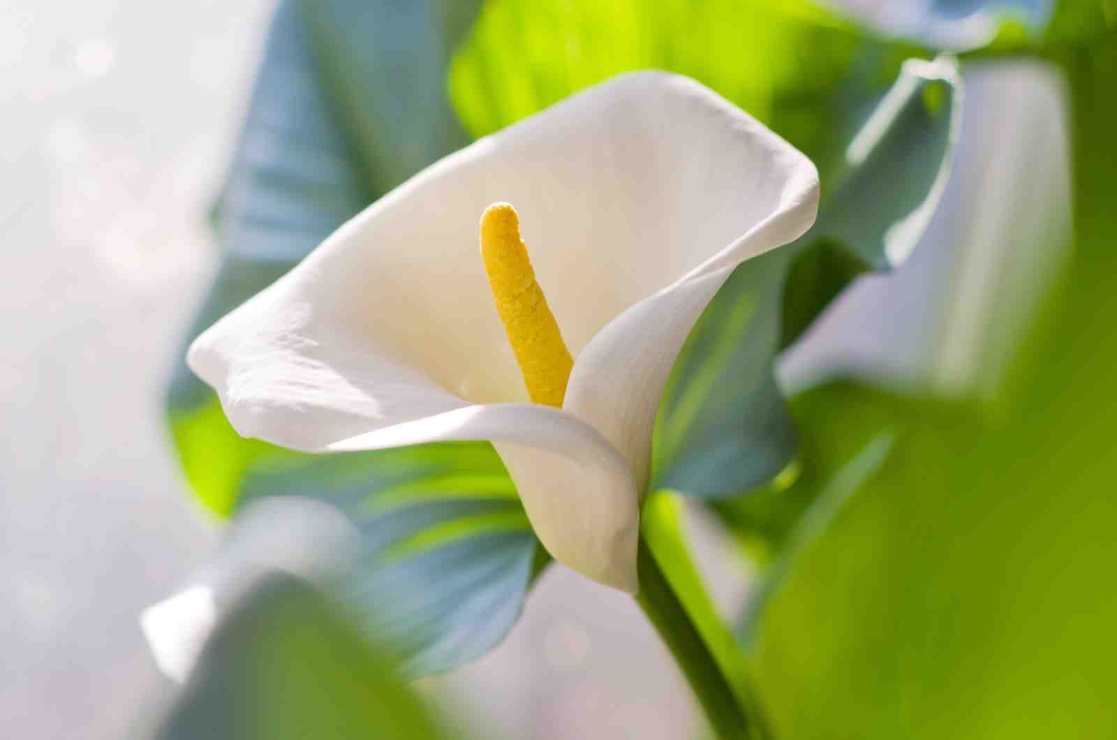 Elegant White Calla Lily Floral Wall Art