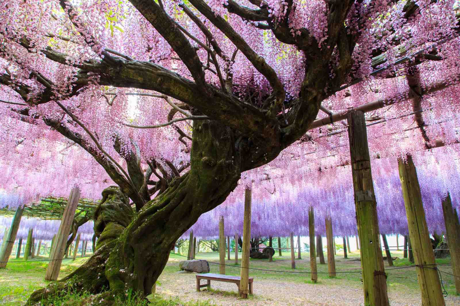 Enchanting Wisteria Garden Wall Art