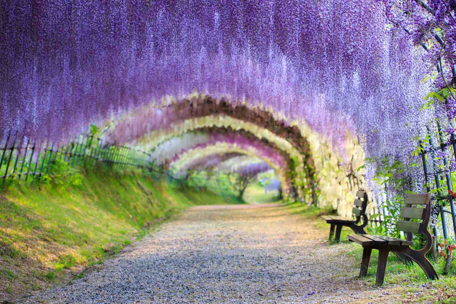 Enchanting Wisteria Tunnel Wall Art
