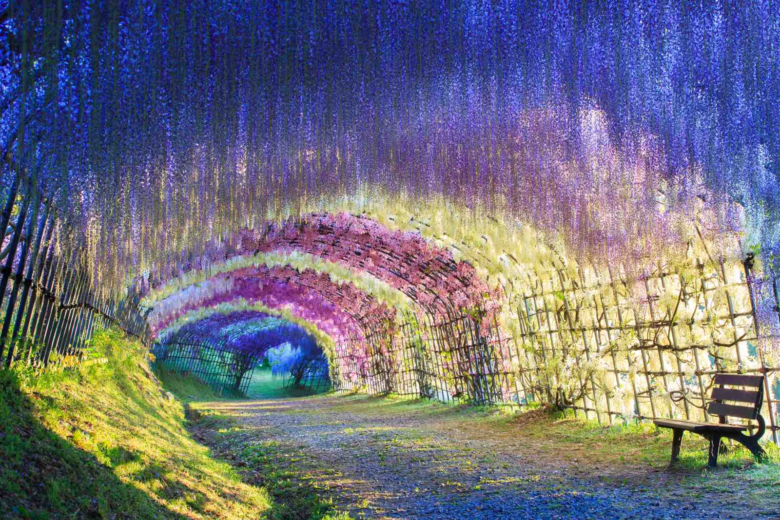 Enchanting Wisteria Tunnel Wall Art