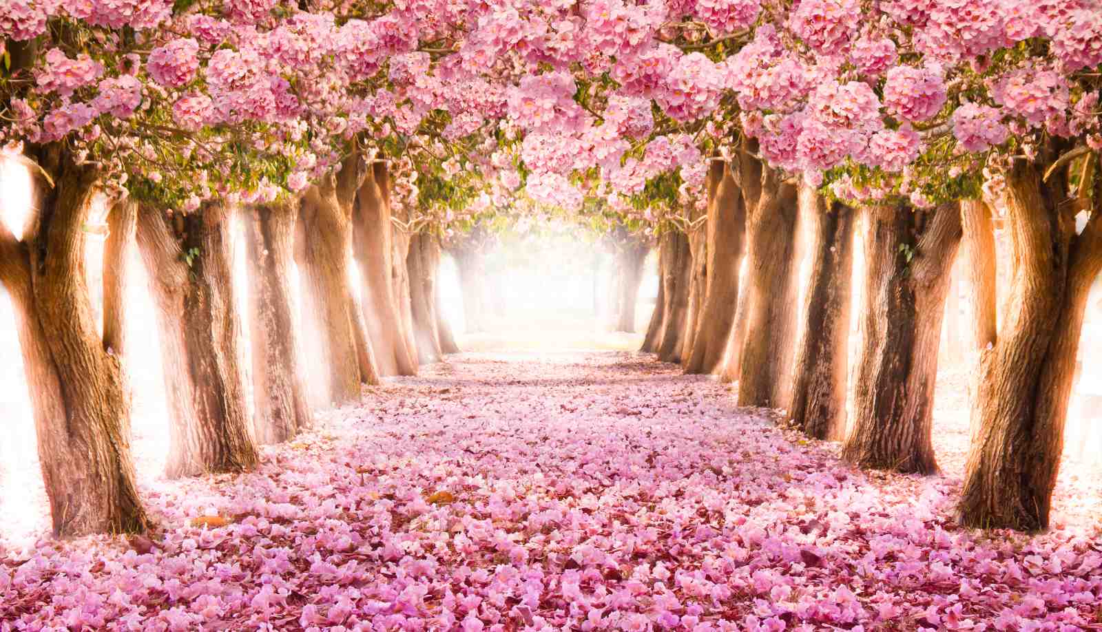 Enchanting Pink Blossom Pathway Wall Art