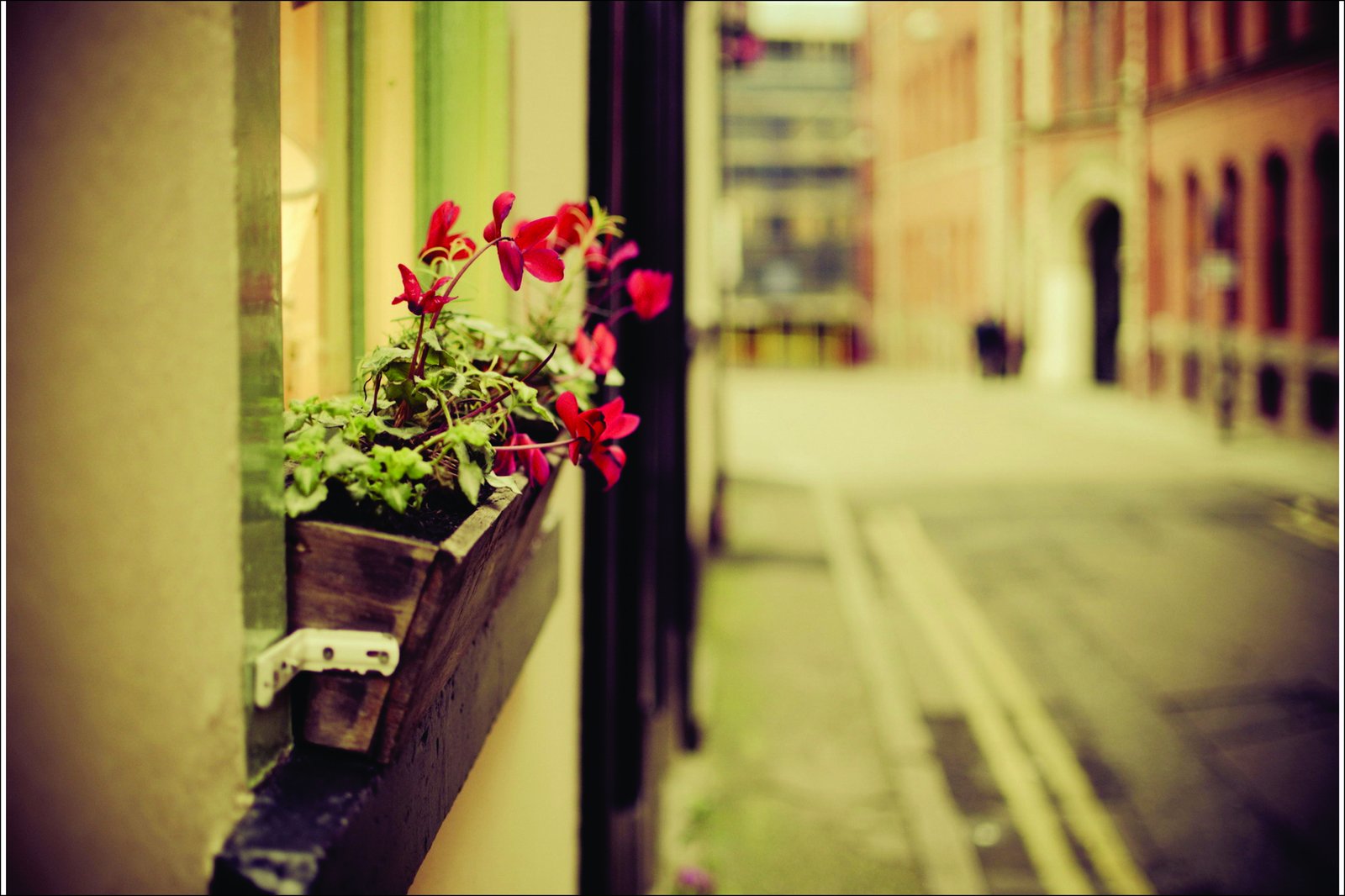 Red Cyclamen Window Box Wall Art