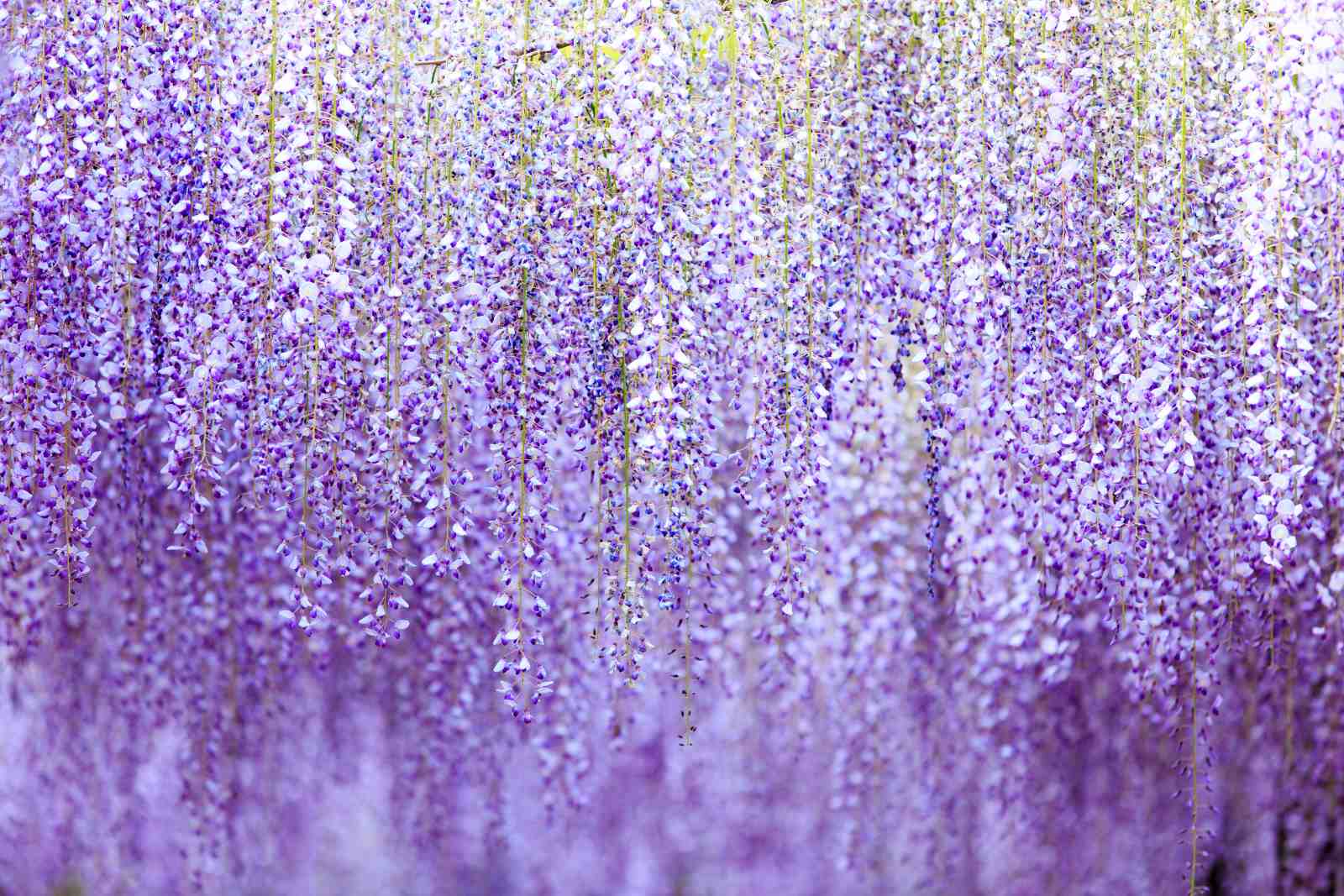 Cascading Purple Wisteria Blossom Wall Art