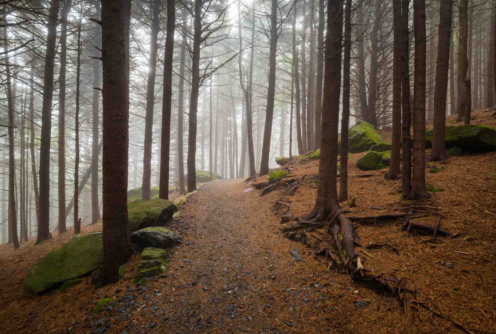 Misty Forest Path Mountain Landscape Wall Art