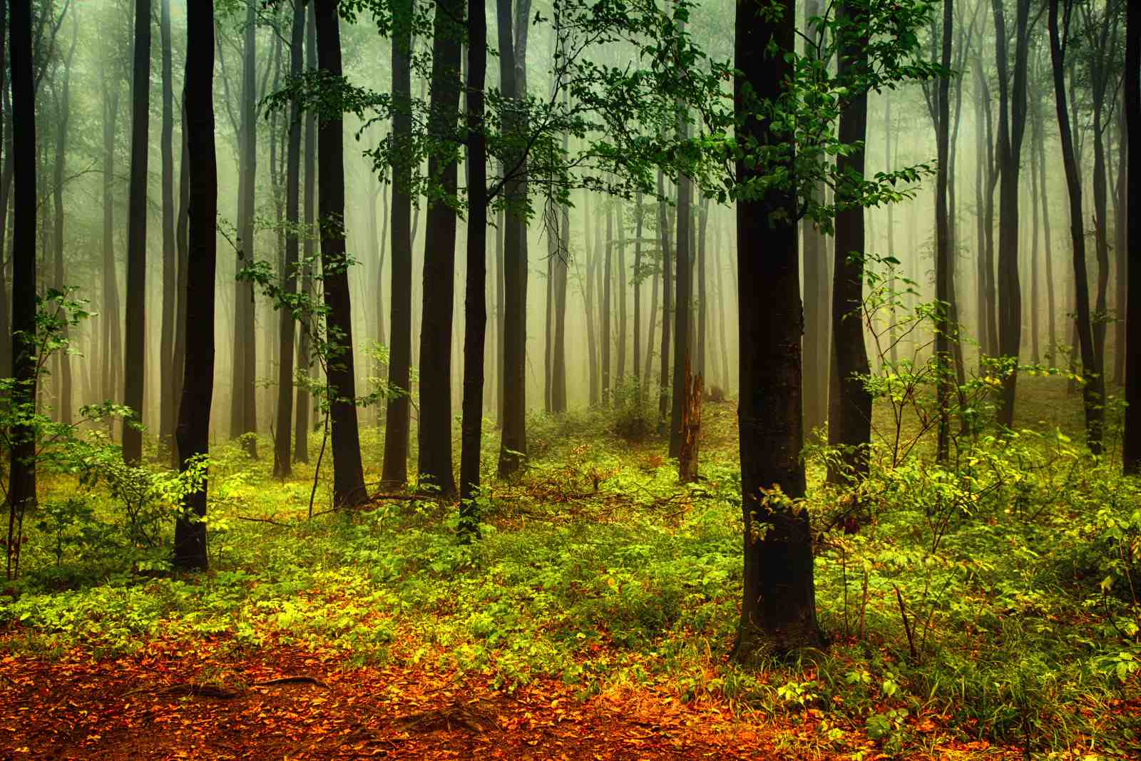 Misty Forest Pathway Wall Art