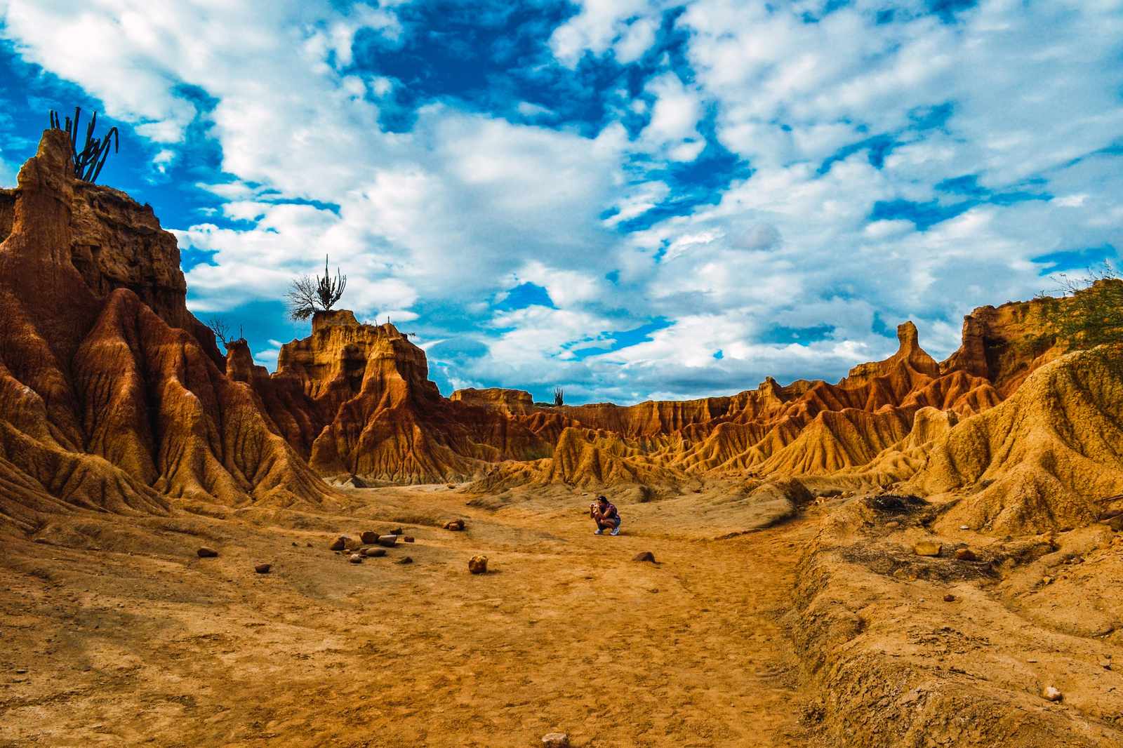 Desert Landscape Majestic Cactus Wall Art