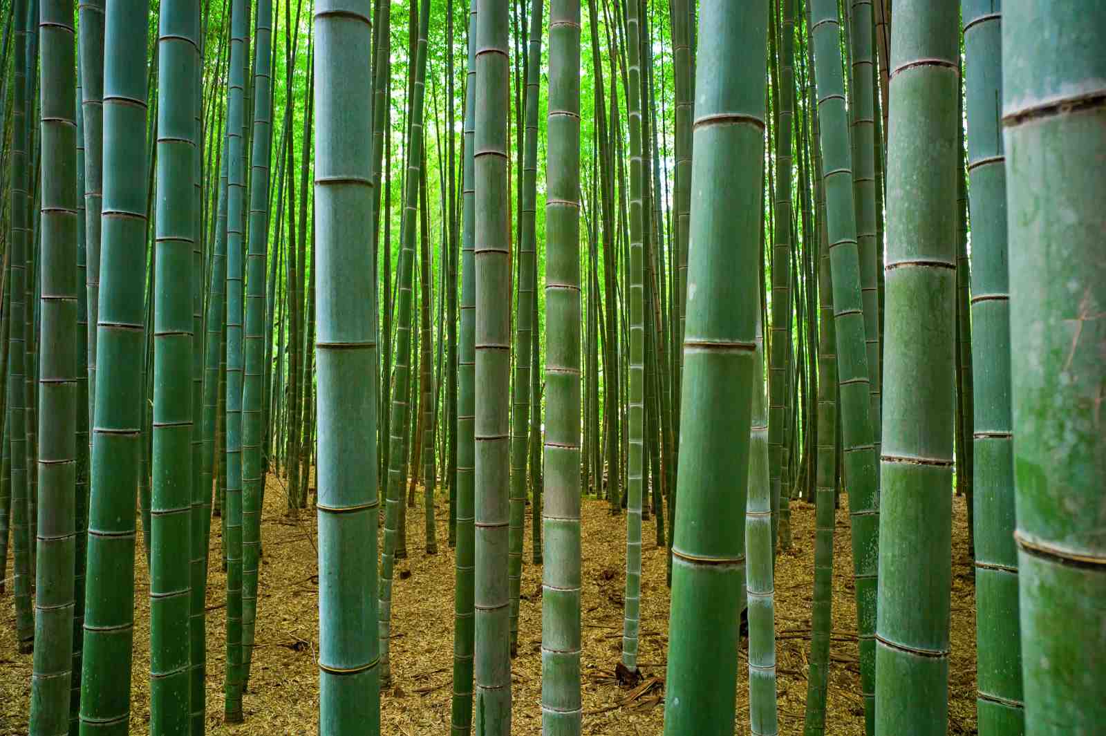 Serene Bamboo Forest Wall Art Wall Art
