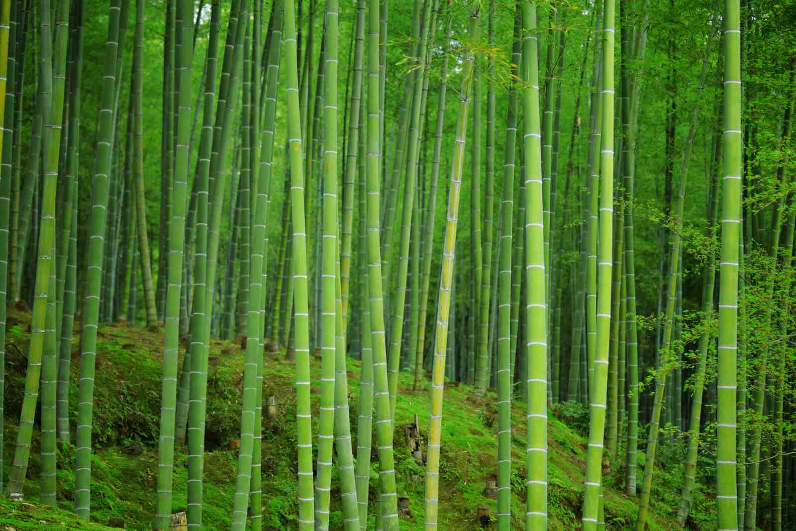 Serene Bamboo Forest Landscape Wall Art