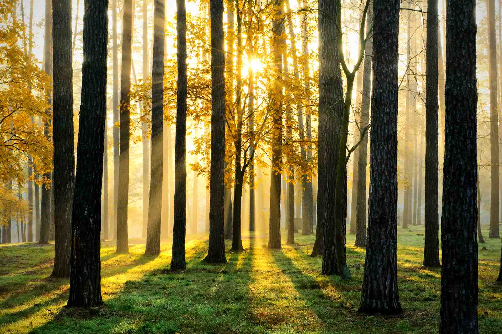 Golden Forest Sunrise Wall Art Wall Art