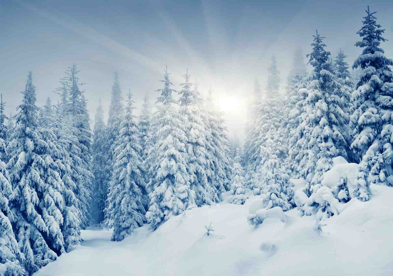 Snowy Forest Serenity Wall Art