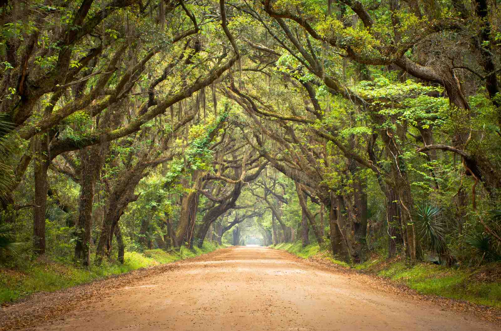 Enchanting Oak Alley Scenic Road Wall Art