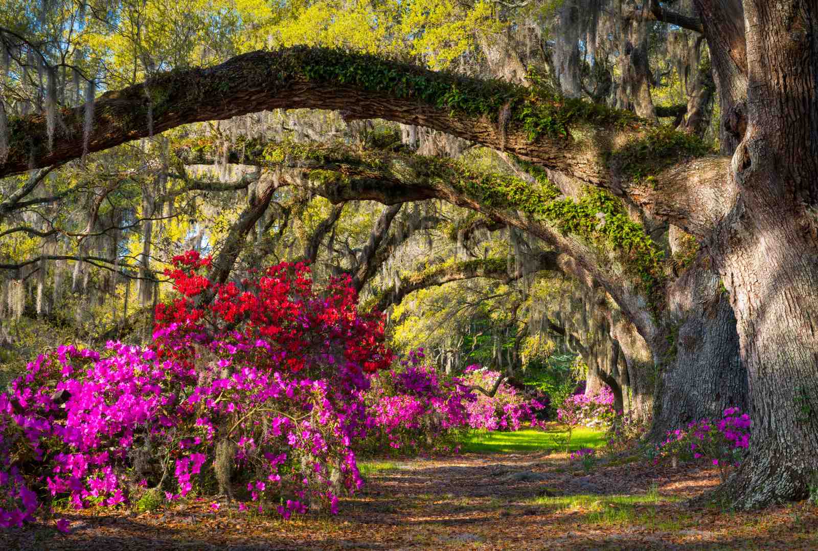 Enchanting Azalea Pathway Wall Art