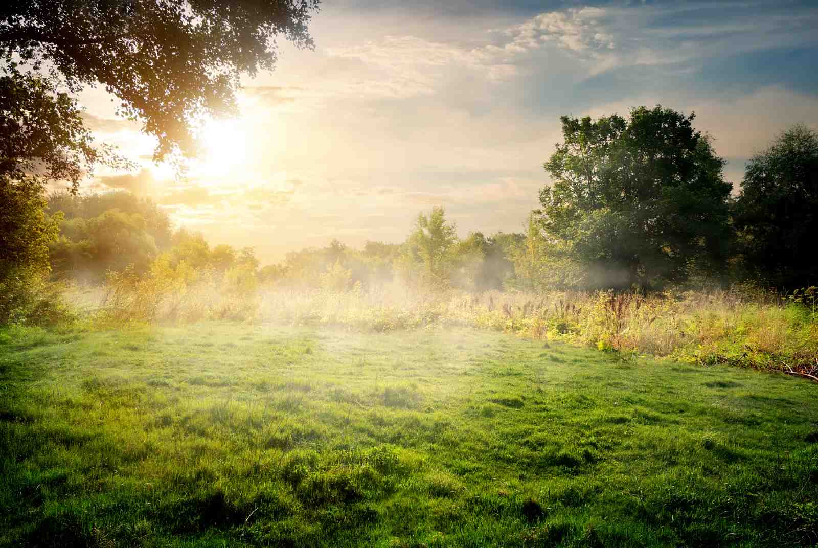 Serene Meadow Sunrise Landscape Wall Art