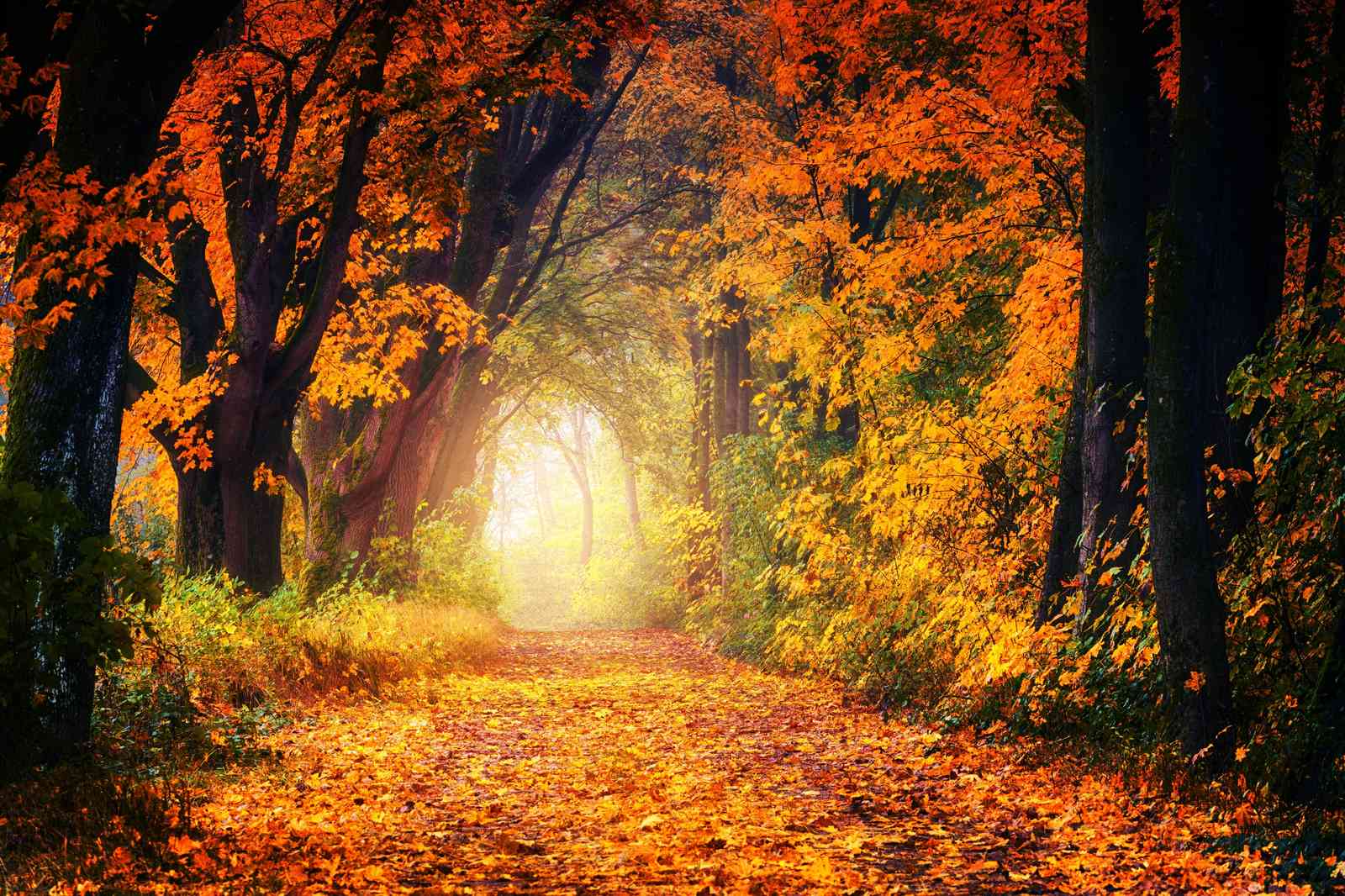Enchanting Autumn Forest Path Wall Art